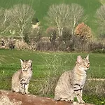 דירה La Casetta Di Marzapane Casa-natura סניגליה