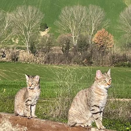公寓 La Casetta Di Marzapane Casa-natura 西尼加利亚