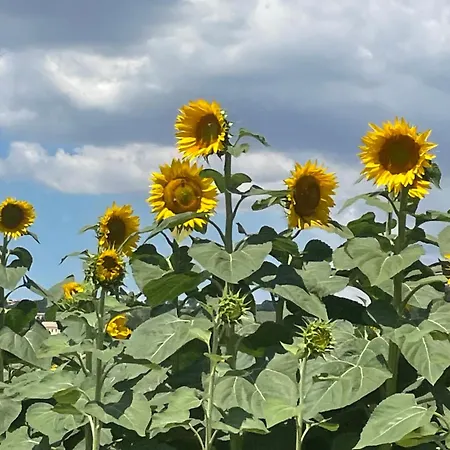 La Casetta Di Marzapane Casa-natura
