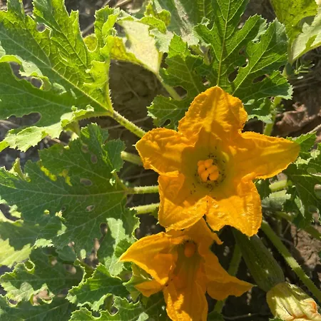 Lejlighed La Casetta Di Marzapane Casa-natura Senigallia